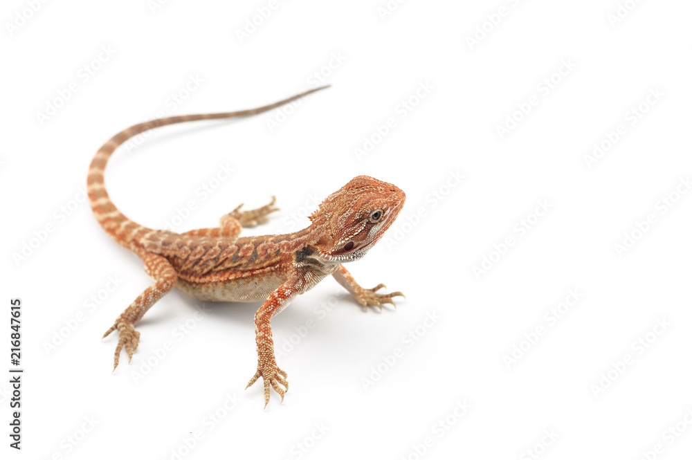 Naklejka premium Bearded Dragon isolated on white background