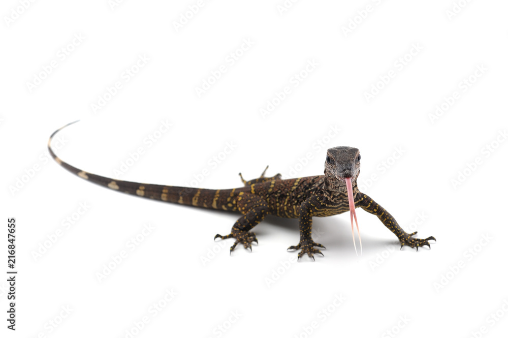 Naklejka premium The black roughneck monitor lizard isolated on white background