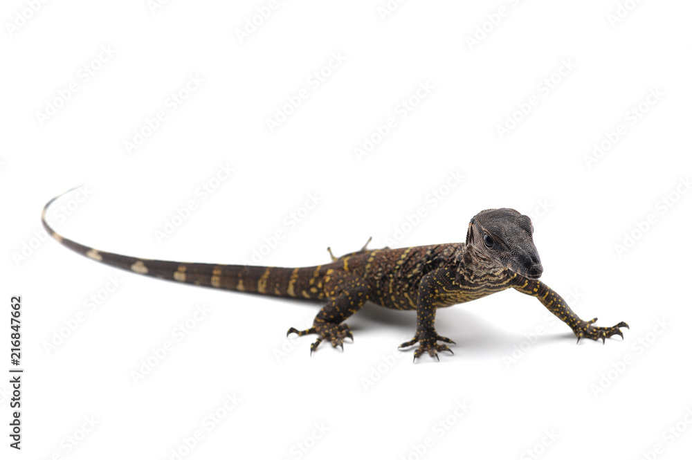The black roughneck monitor lizard isolated on white background The black roughneck monitor lizard isolated on white background