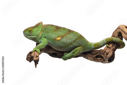 The Parson's chameleon isolated on white background © Dmitry