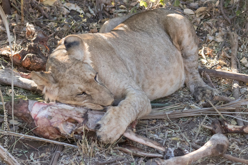 Lion eating photo