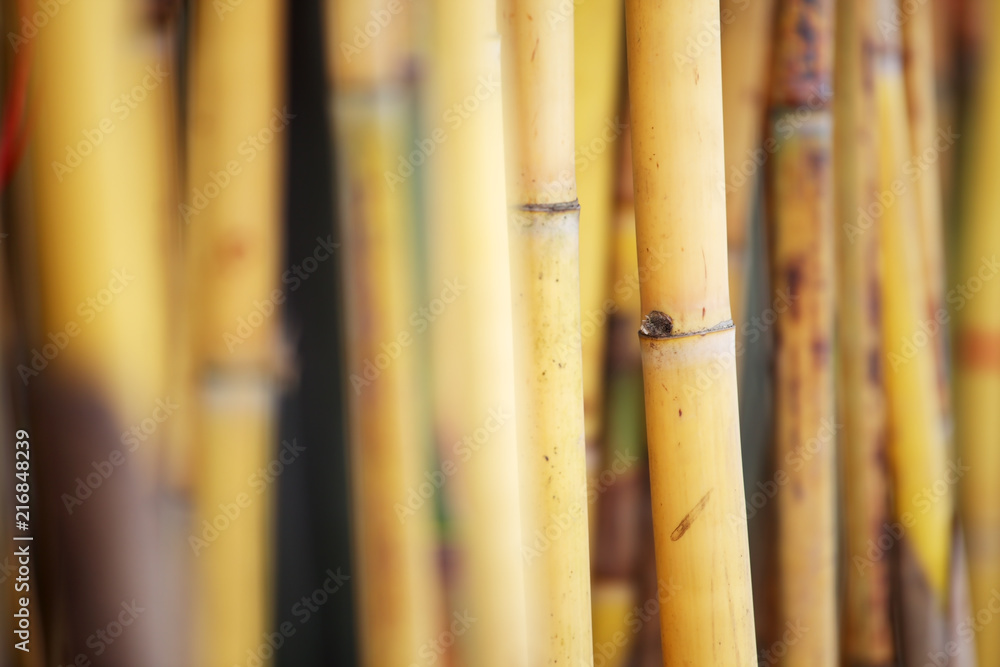 texture of golden bamboo plant background texture of golden bamboo plant background