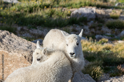 Pair of Cute Mountain Goat Kids
