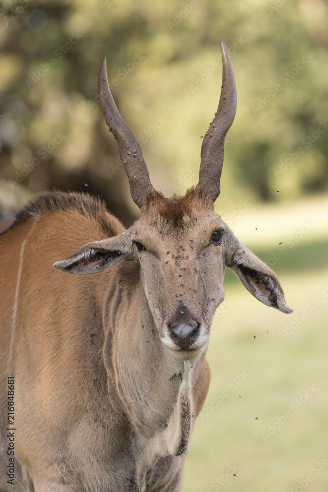 Lesser Kudu facing