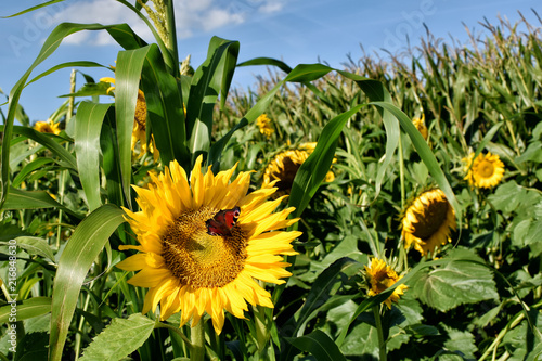 Fototapeta Naklejka Na Ścianę i Meble -  Sonnenblumen mit Pfauenauge vor Maisfeld