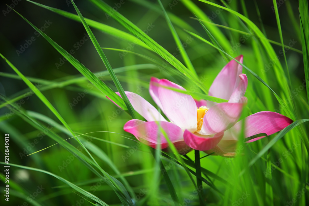 beautiful lotus flower blooming with green background. beautiful lotus flower blooming with green background.