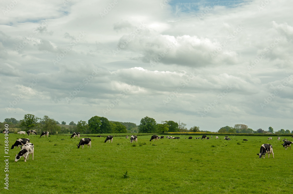 Cattle grazing in a springtime meadow. Cattle grazing in a springtime meadow.