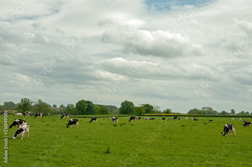 Cattle grazing in a springtime meadow.