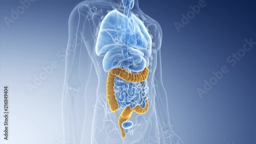 3d rendered medically accurate illustration of the colon photo