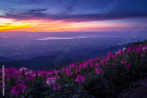 pink flowers blossom at hillside in the morning