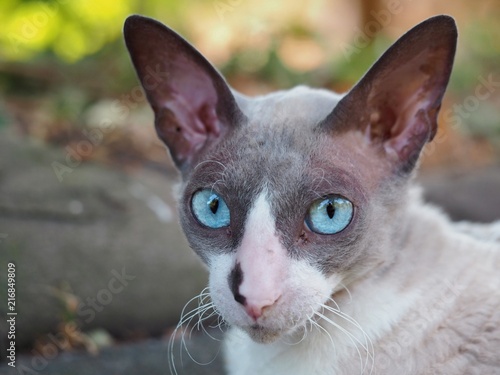 Fotografía cornish rex
