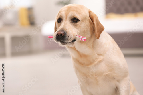Adorable labrador retriever with toothbrush indoors