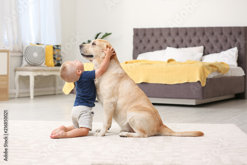 Adorable yellow labrador retriever and little boy at home
