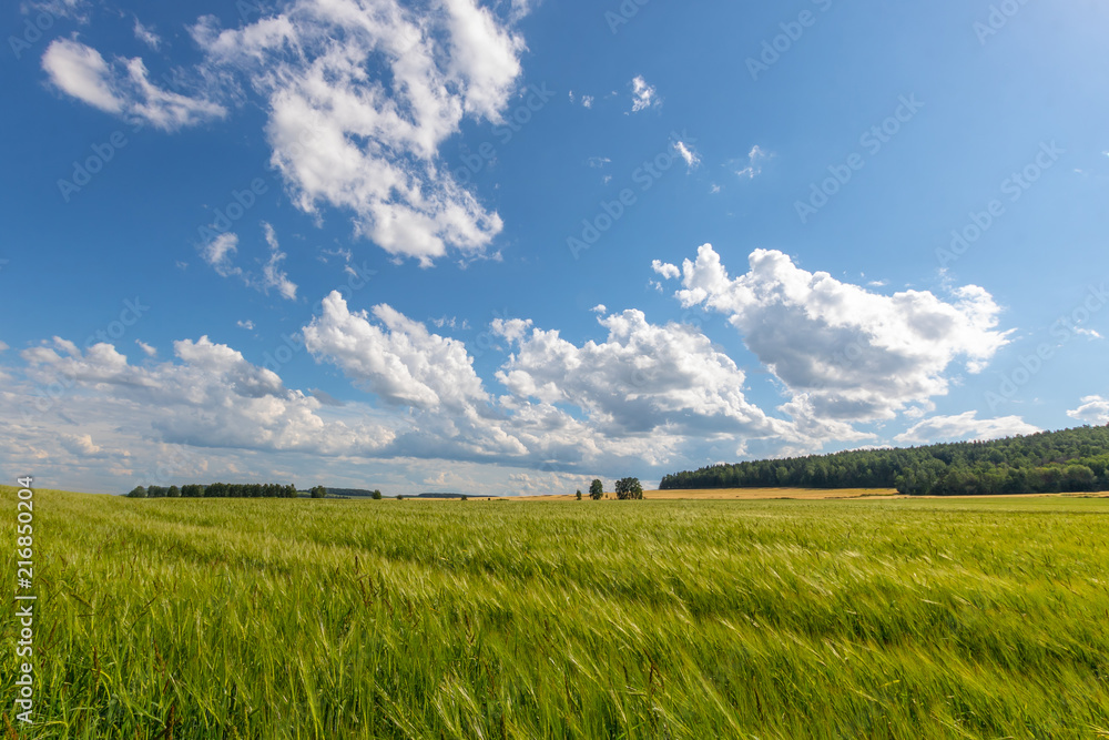 Green meadow under blue sky with clouds.
