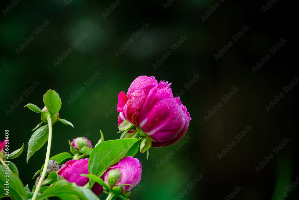 Blooming peony in the garden. Selective focus. Blooming peony in the garden. Selective focus.