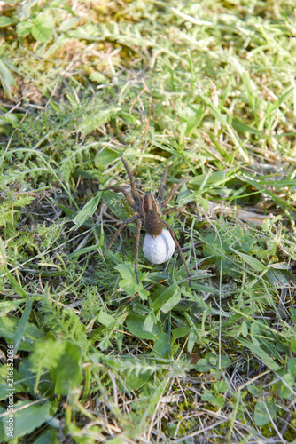 Pregnant spider in the grass