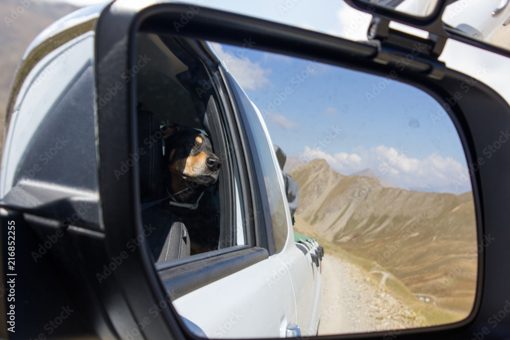 Traveling dog Roadtrip at Col du Parpaillon, Alpine pass France