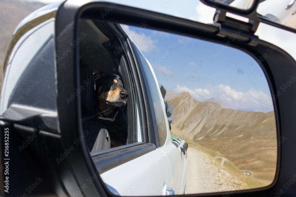 Naklejka premium Traveling dog Roadtrip at Col du Parpaillon, Alpine pass France