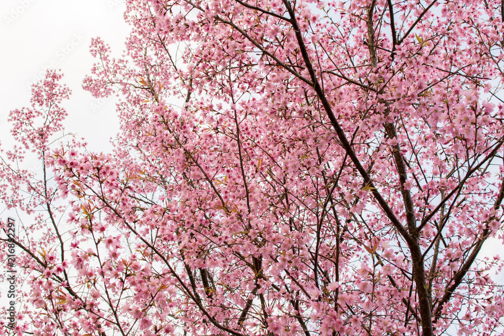 Wild Himalayan Cherry is very beautiful. Flowering only winter. Wild Himalayan Cherry is very beautiful. Flowering only winter.
