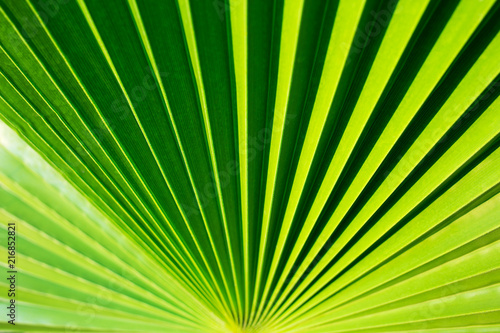 Green palm leaf texture. Tropical background with natural fan.