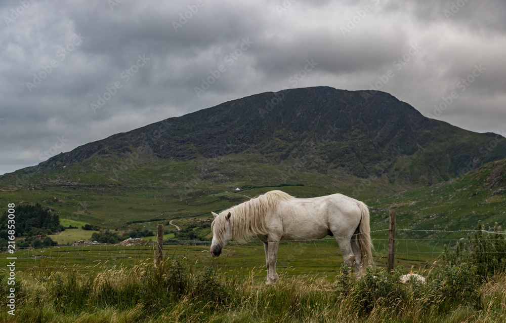 White horse grazing in a grass field in rural county Kerry, rugged landscape mountain background White horse grazing in a grass field in rural county Kerry, rugged landscape mountain background