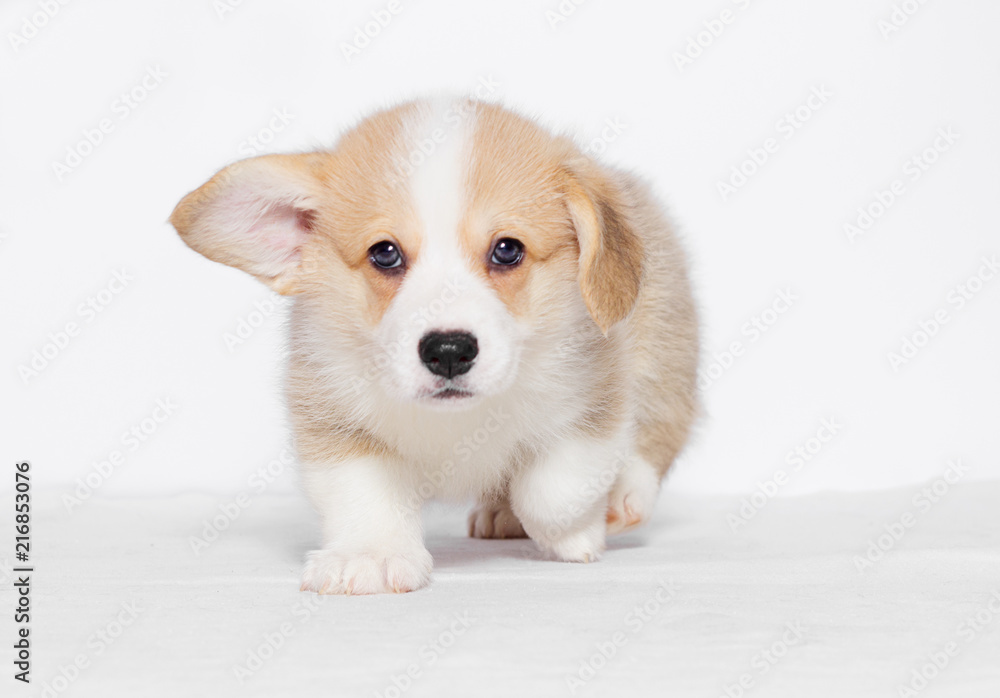 welsh corgi puppy on a gray background welsh corgi puppy on a gray background