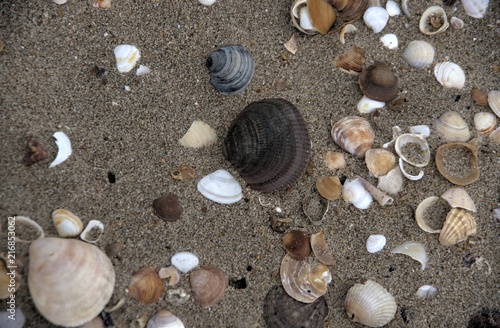 sea shell at the beach