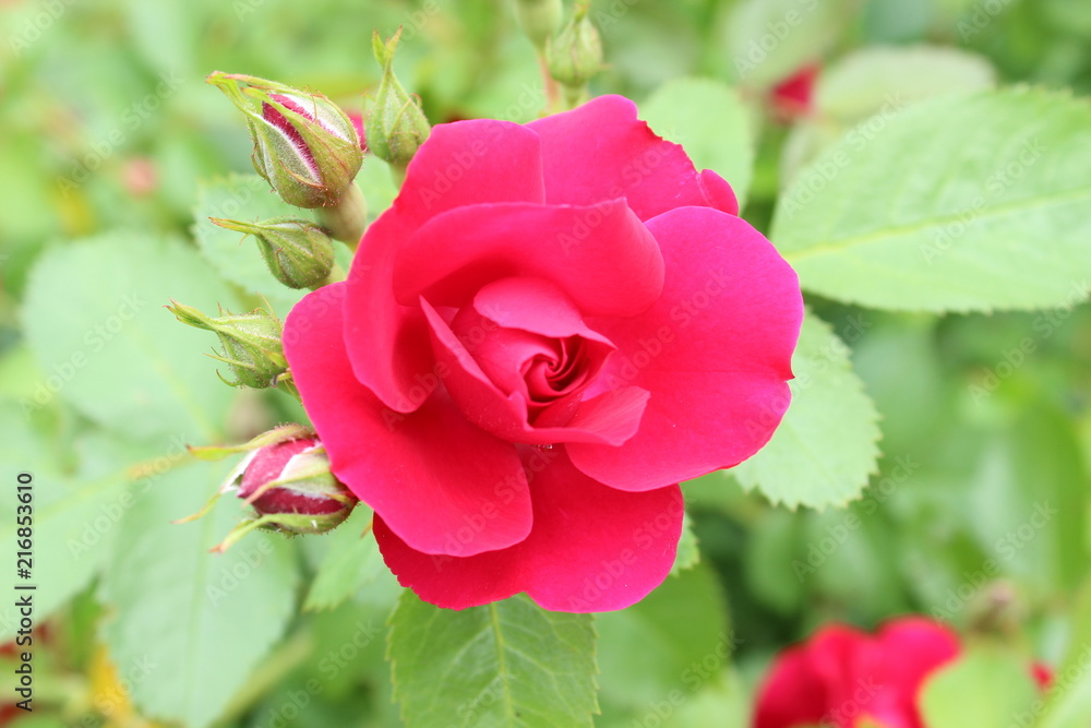 Fototapeta premium Flower of red rose