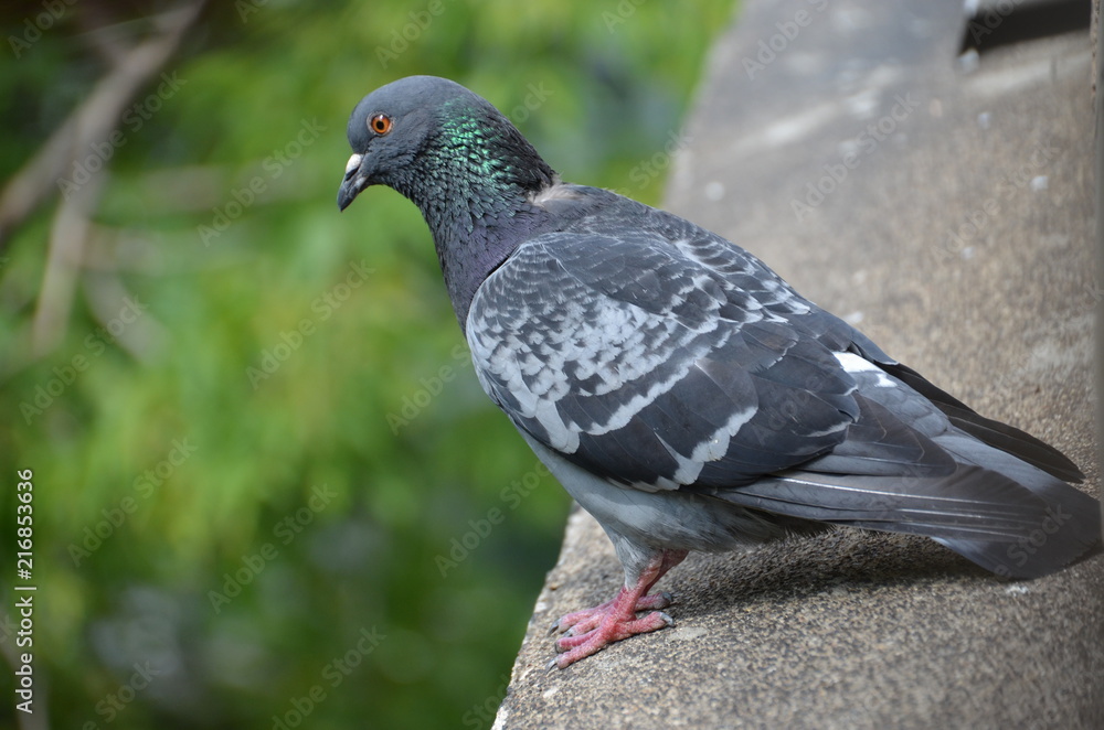 macro bird pigeon looking eye green macro bird pigeon looking eye green