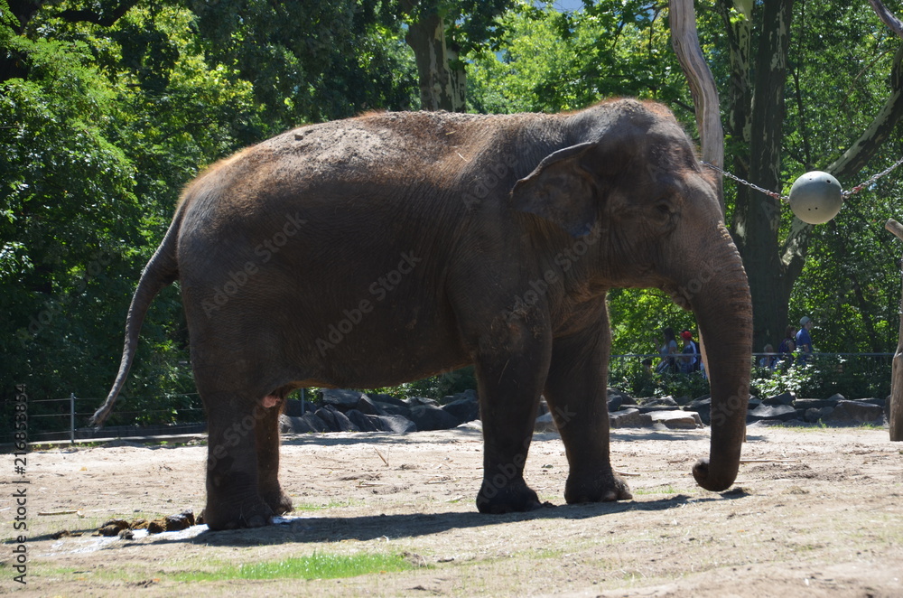 wild animal asia indian elephant zoo