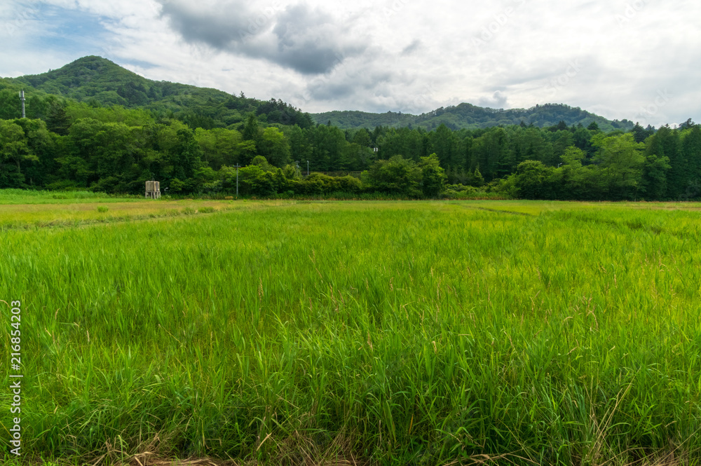 夏の水田地帯 夏の水田地帯
