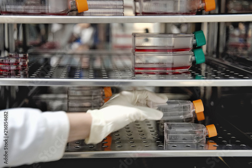 The woman researcher open and pick up cell culture flask in the incubator cabinet. 