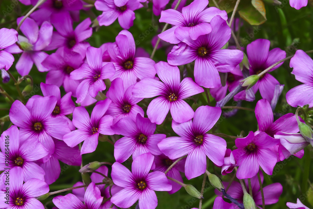 Pretty purple pink flowers in closeup