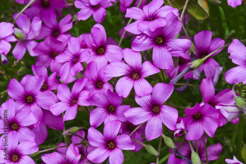 Pretty purple pink flowers in closeup © Shy Radar
