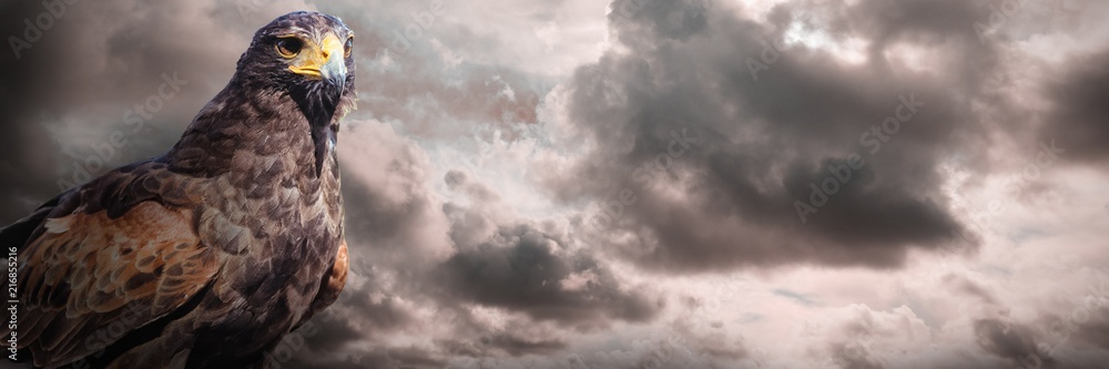 Obraz premium Composite image of eagle on white background 