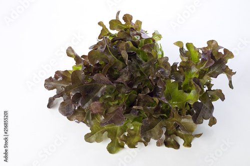 Oak leaf lettuce on a white