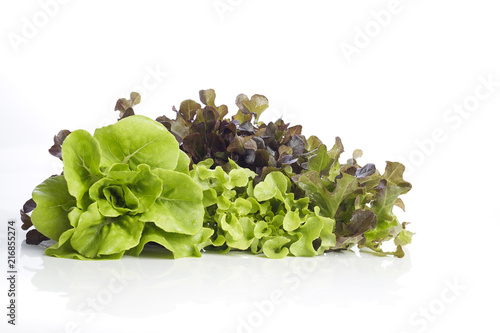 Hydroponic salad on white background
