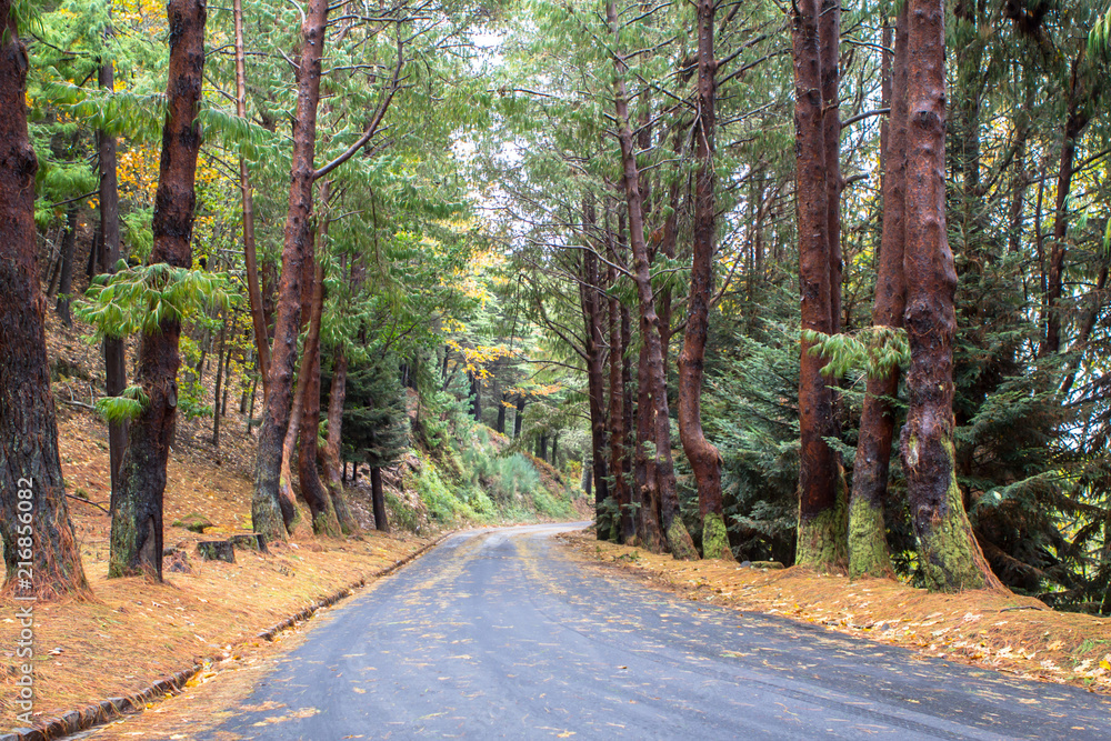 Fototapeta premium Autumn road in forest