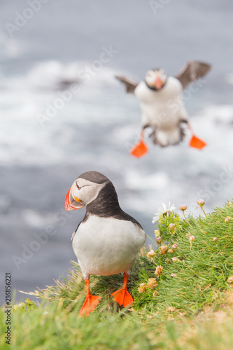 Puffins from the Iceland coast