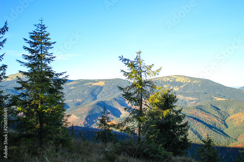 Autumn mountains. Ukrainian Carpathian Mountains. Green pine tree.
