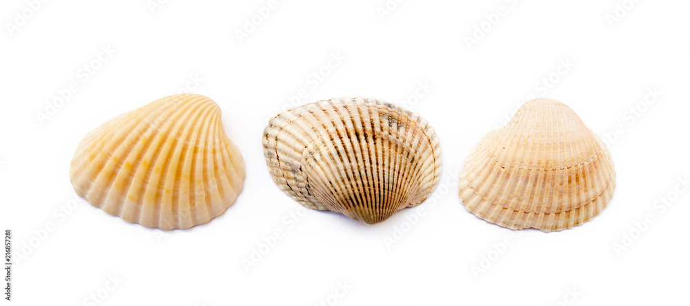 Exotic sea shells isolated on white background Exotic sea shells isolated on white background