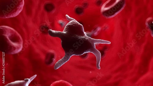 3d rendered medically accurate animation of human platelets photo