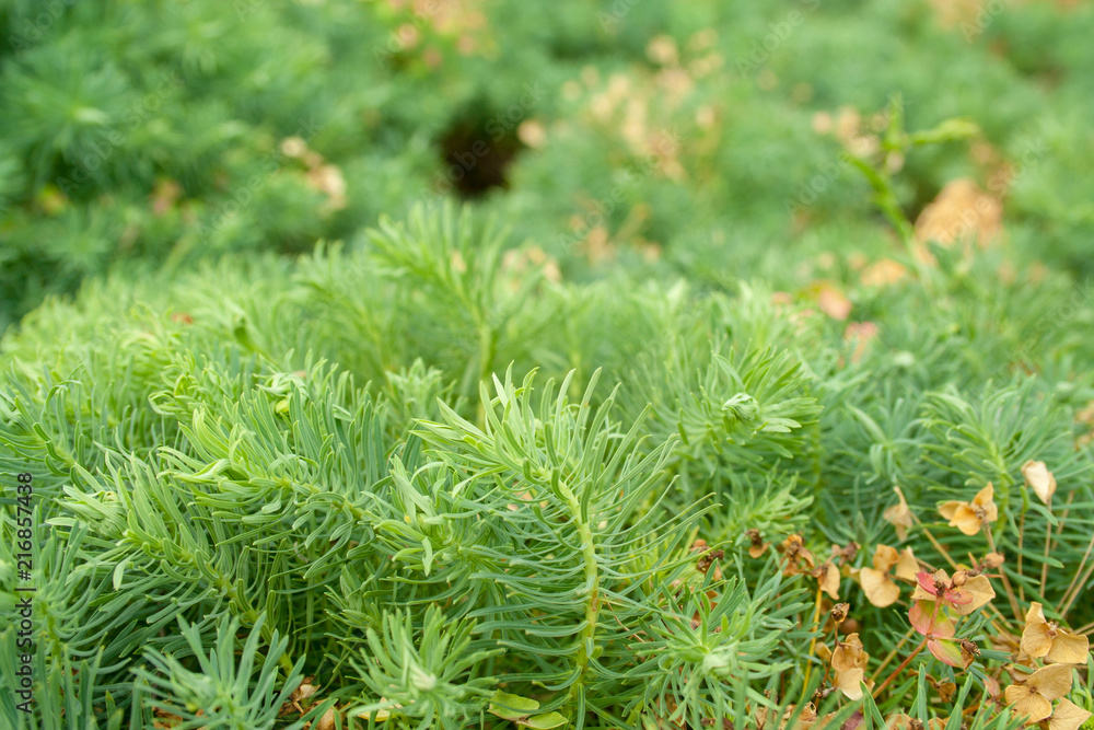 Spurge cypress grass Spurge cypress grass