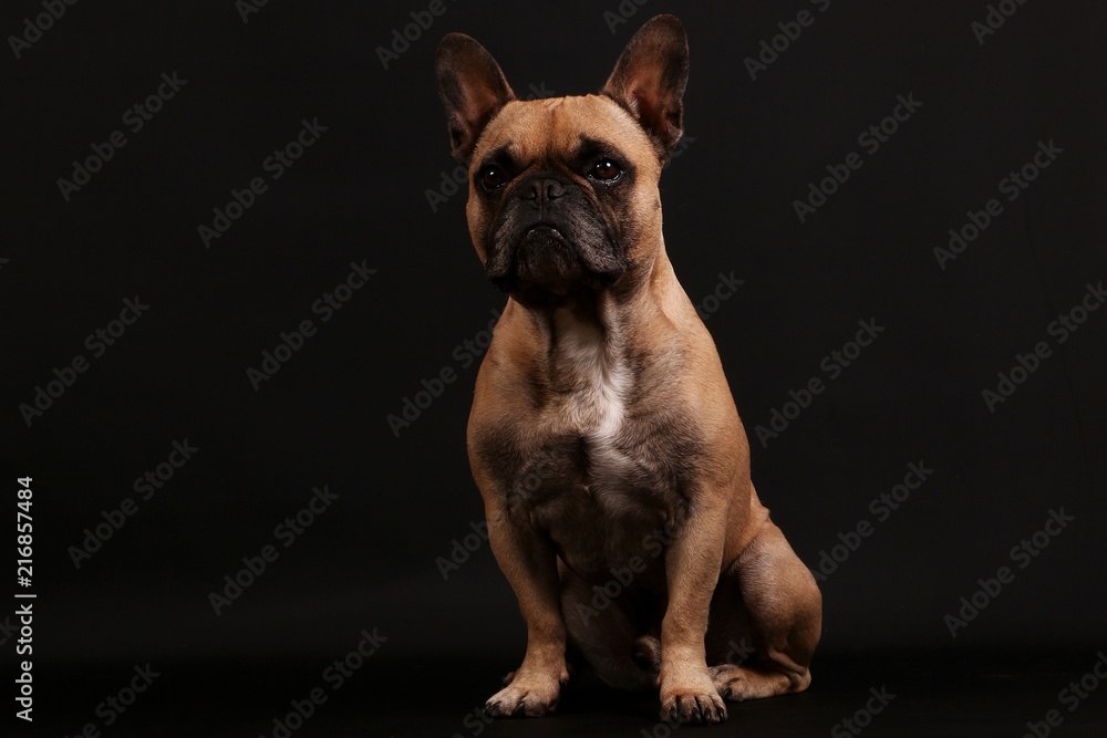 beautiful brown french bulldog is sitting in the dark studio beautiful brown french bulldog is sitting in the dark studio