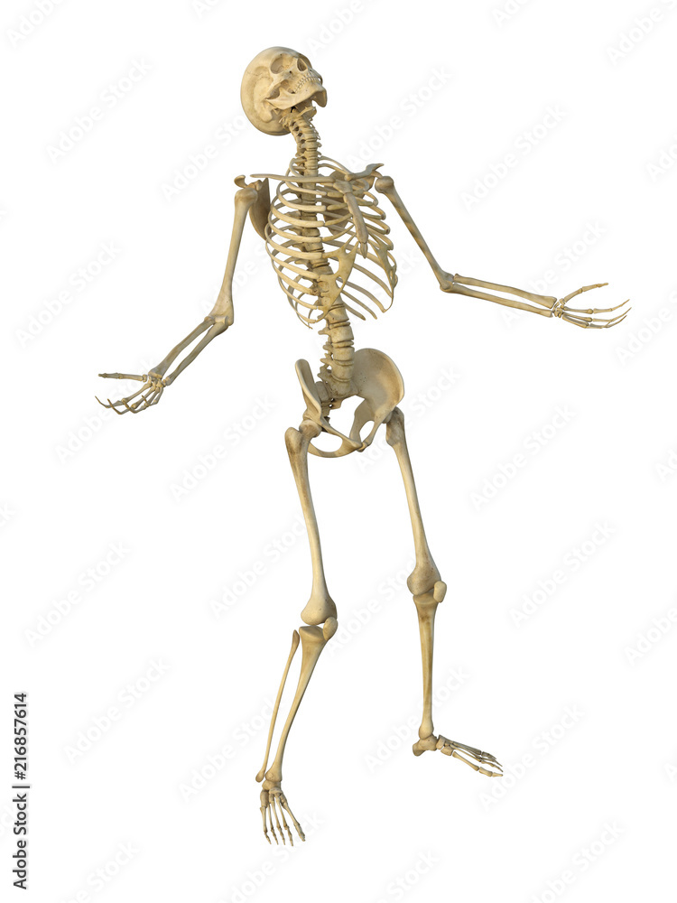 3d render of a human male skeleton isolated on white background. 3d render of a human male skeleton isolated on white background.