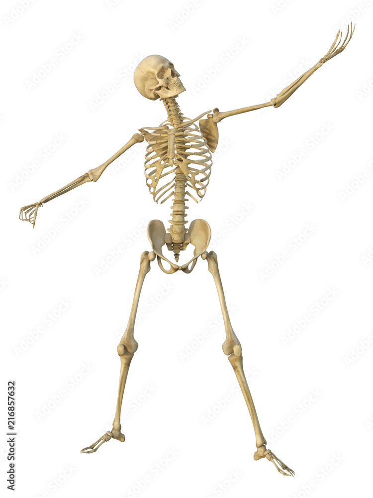 3d render of a human male skeleton isolated on white background. 3d render of a human male skeleton isolated on white background.