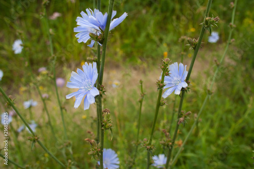 Close up chicory flowers