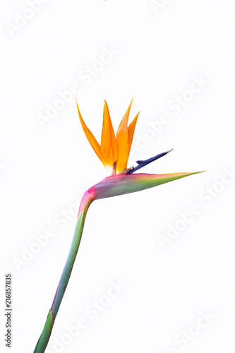 bird of paradise flower isolated on a white background photo