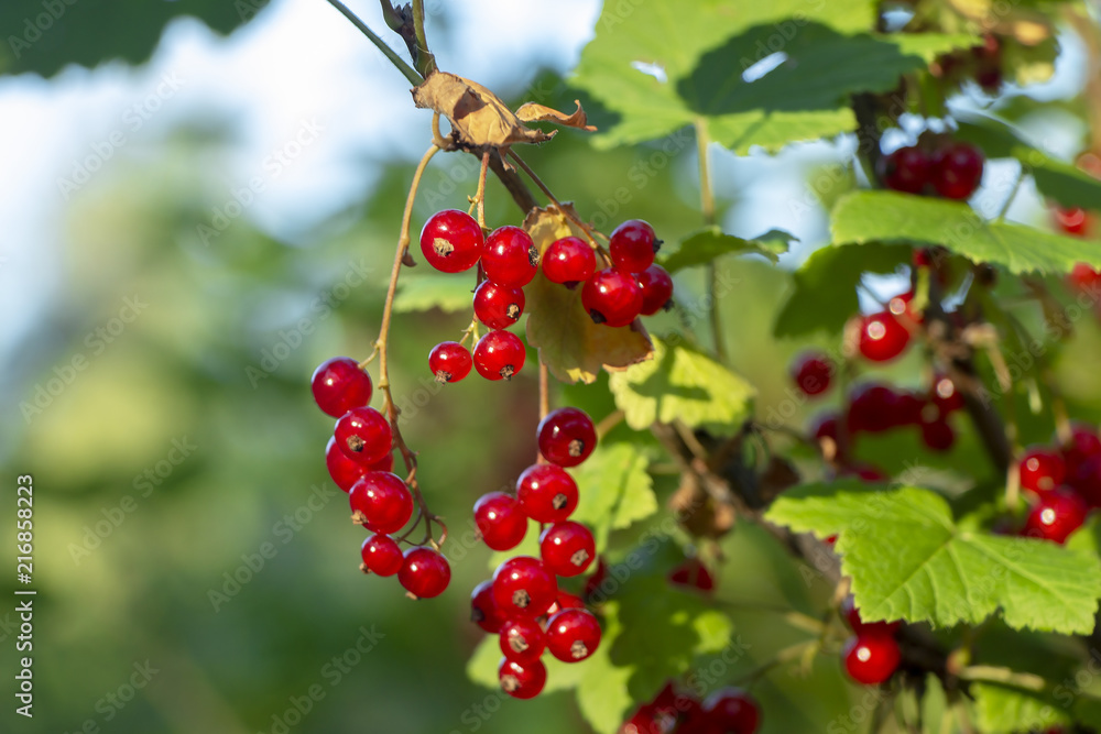 Beautiful berries of red currant. Beautiful berries of red currant.