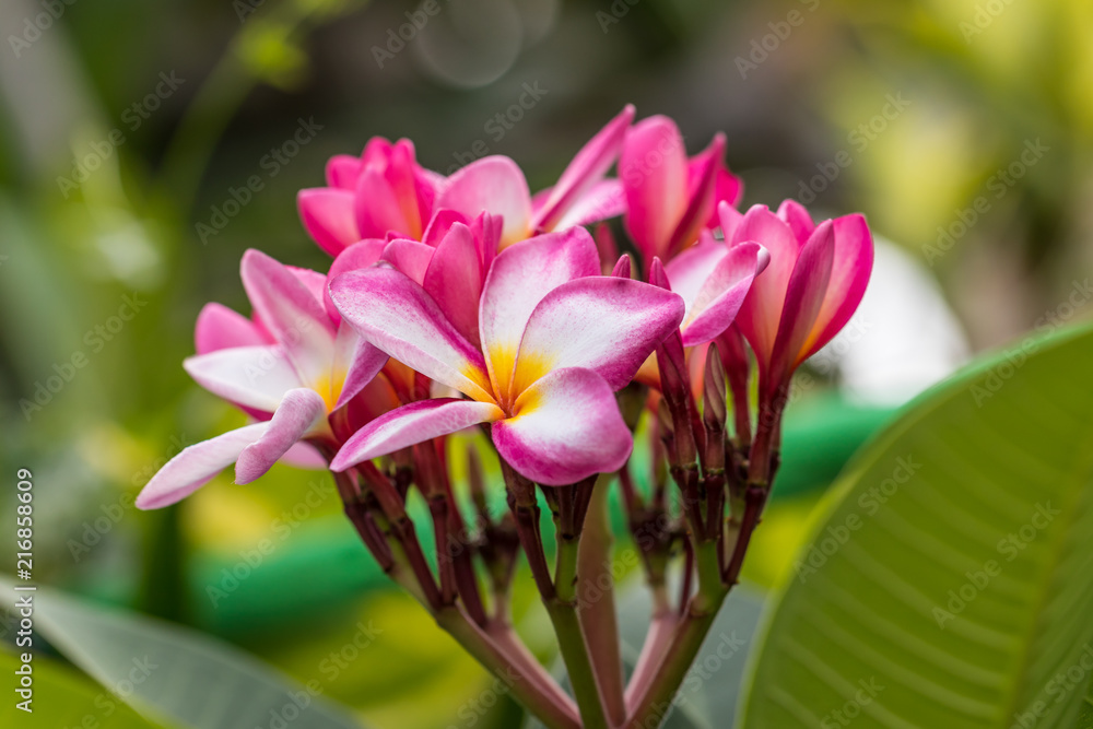 Plumeria pink and white flowers a beautiful Plumeria pink and white flowers a beautiful